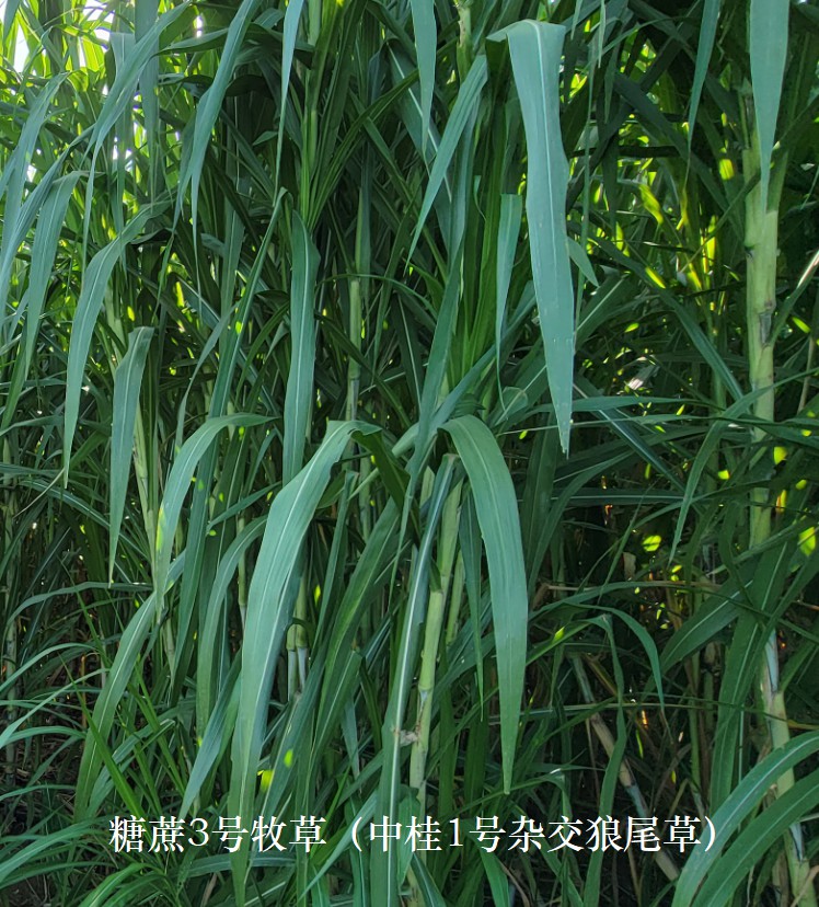 糖蔗3�牧草（中桂1��s交狼尾草），禾本科多年生高�a、高碳水化合物（高糖）新品�N